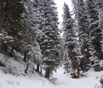 Schneeschuhtour Bivio: 
