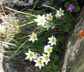 Alpine Flora im Avers