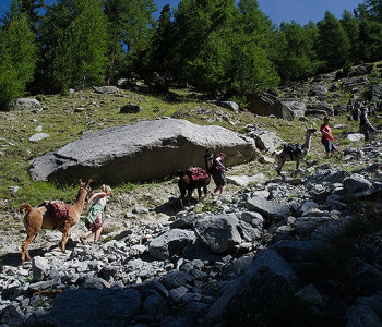 Lama-Trekking Riedgletscher