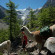 Lama-Trekking Riedgletscher